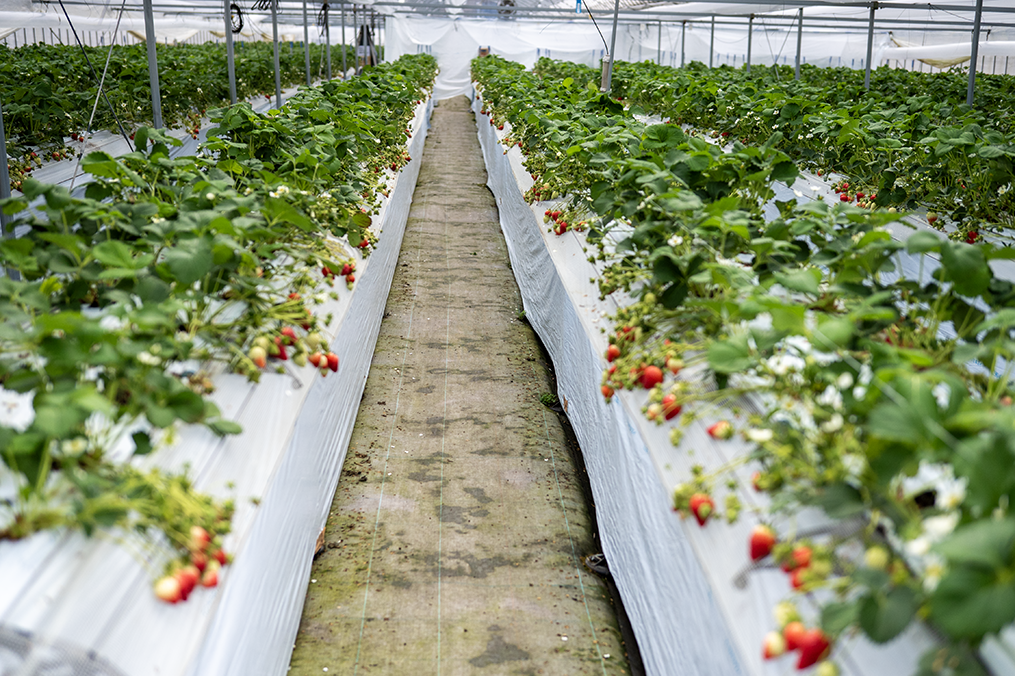 いちご狩り体験1