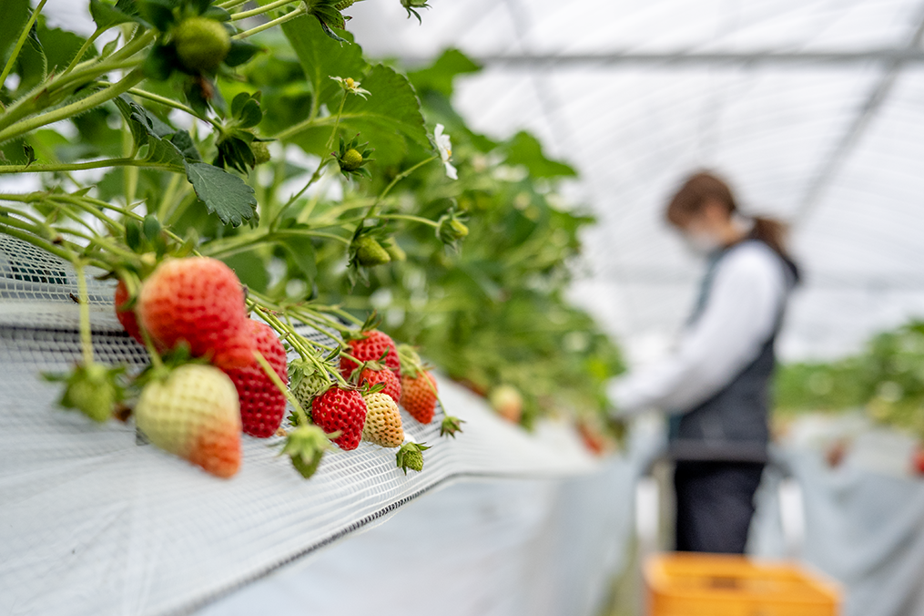 いちご狩り体験2