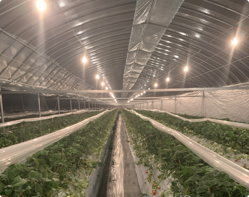 いちご狩り体験3