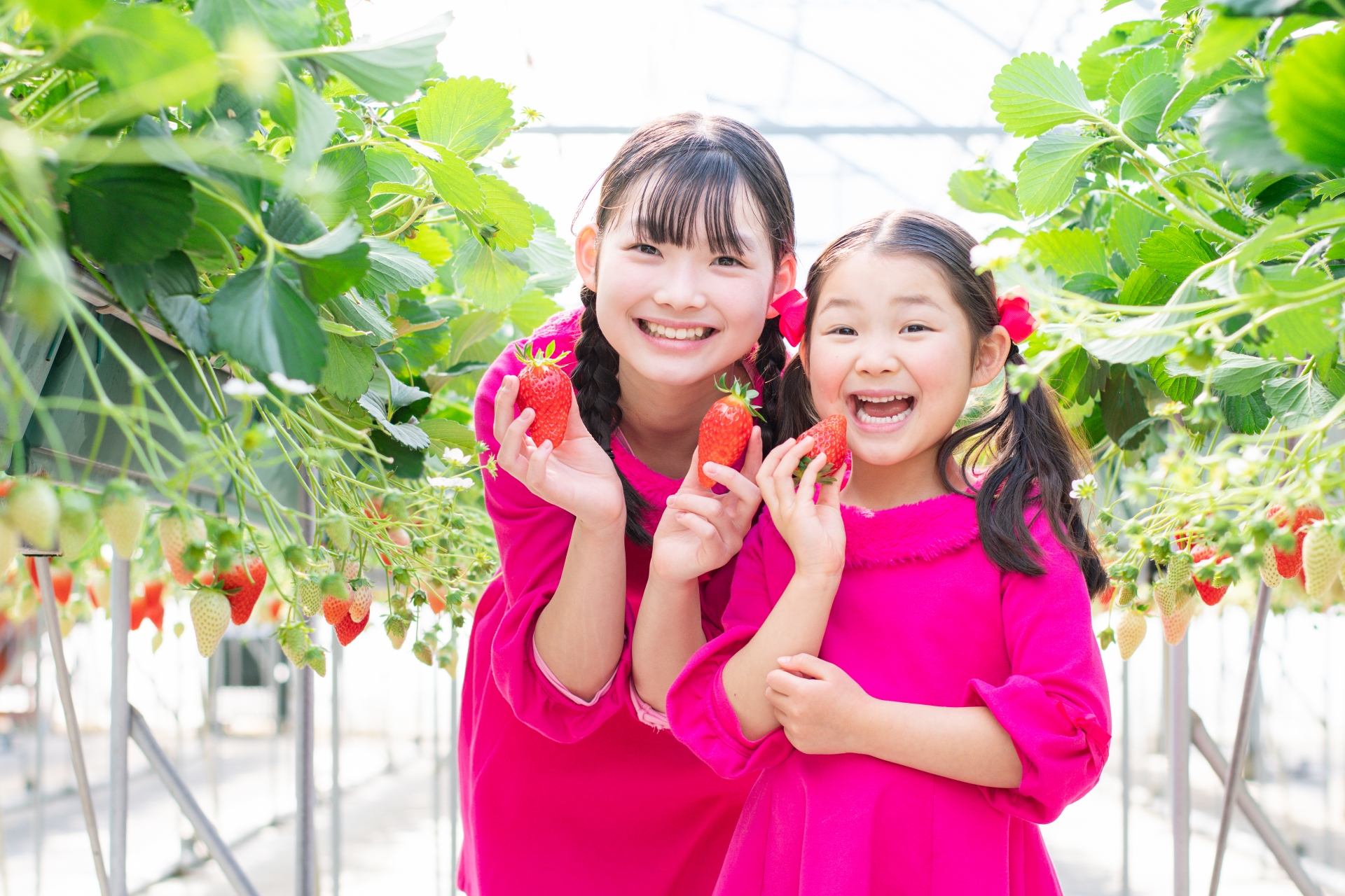 いまりいちごの里 - 佐賀県伊万里市唯一のいちご狩り体験農園といちご